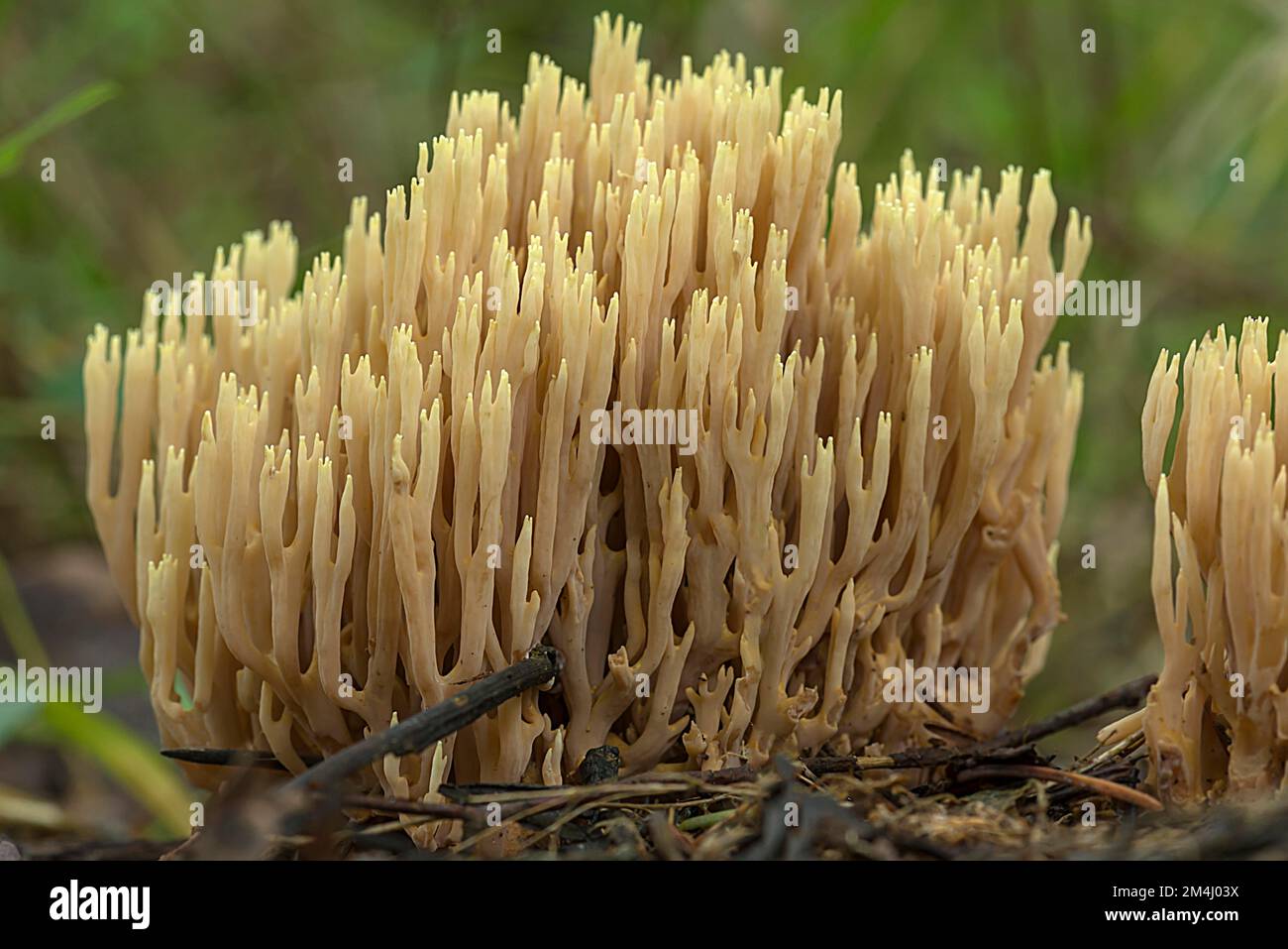 Corallo rigido (Ramaria stricta) in foresta mista, Franconia, Baviera, Germania Foto Stock