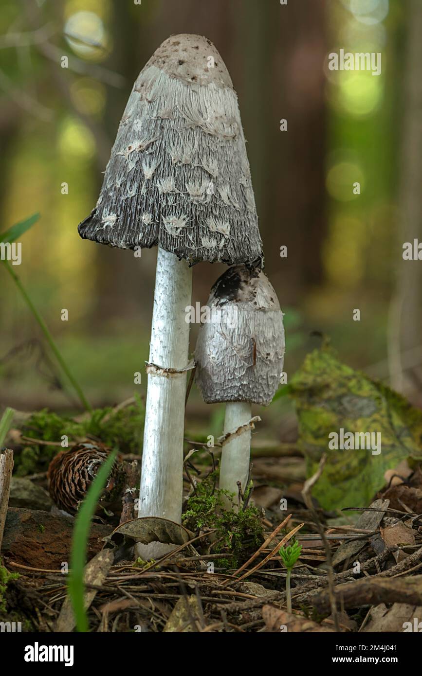 Cappuccio d'inchiostro Shaggy (Coprinus comatus) in foresta mista, Baviera, Germania Foto Stock