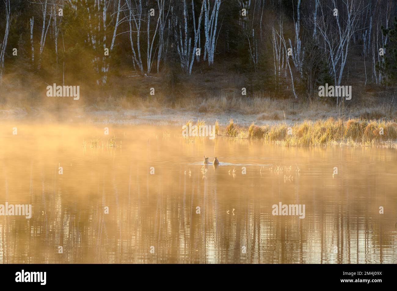 Nebbie mattutine, anatre nuotate su uno stagno in primavera, Greater Sudbury, Ontario, Canada Foto Stock