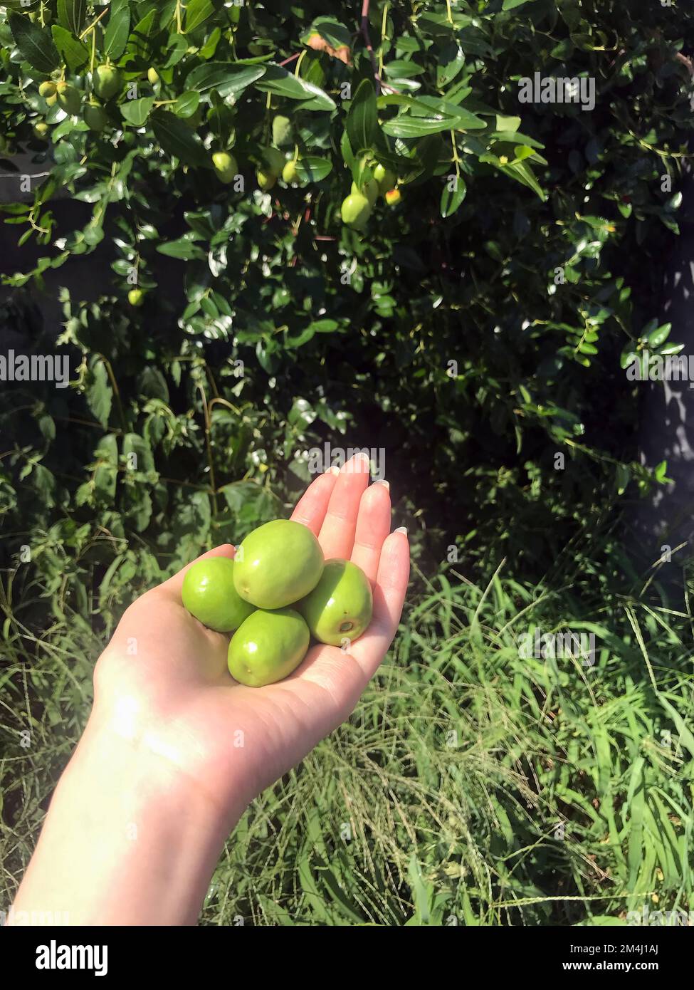 Donna che tiene in mano un jujubes fresco verde Foto Stock