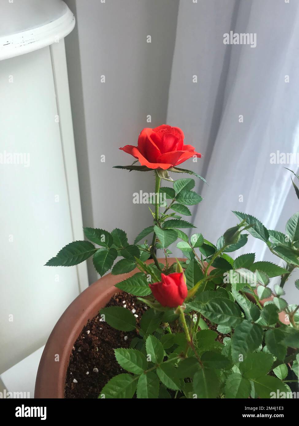 Belle rose rosse nella fioritura Foto Stock