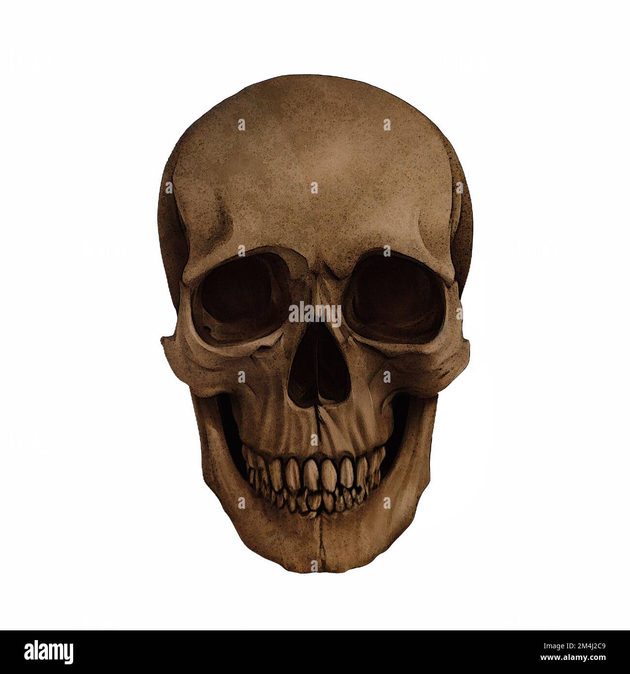 Human Skull Fossil Front View Digital Art by Winters860 sfondo isolato e trasparente Foto Stock