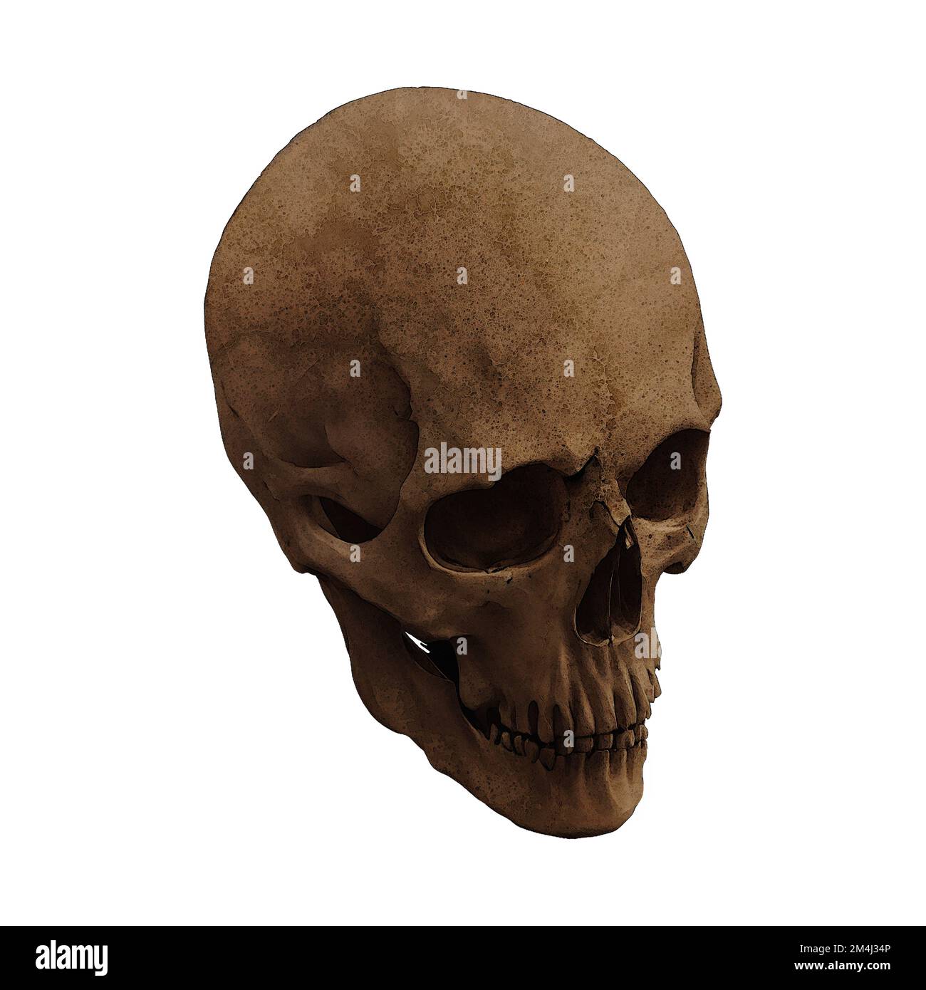 Human Skull Fossil Front View Digital Art by Winters860 sfondo isolato e trasparente Foto Stock