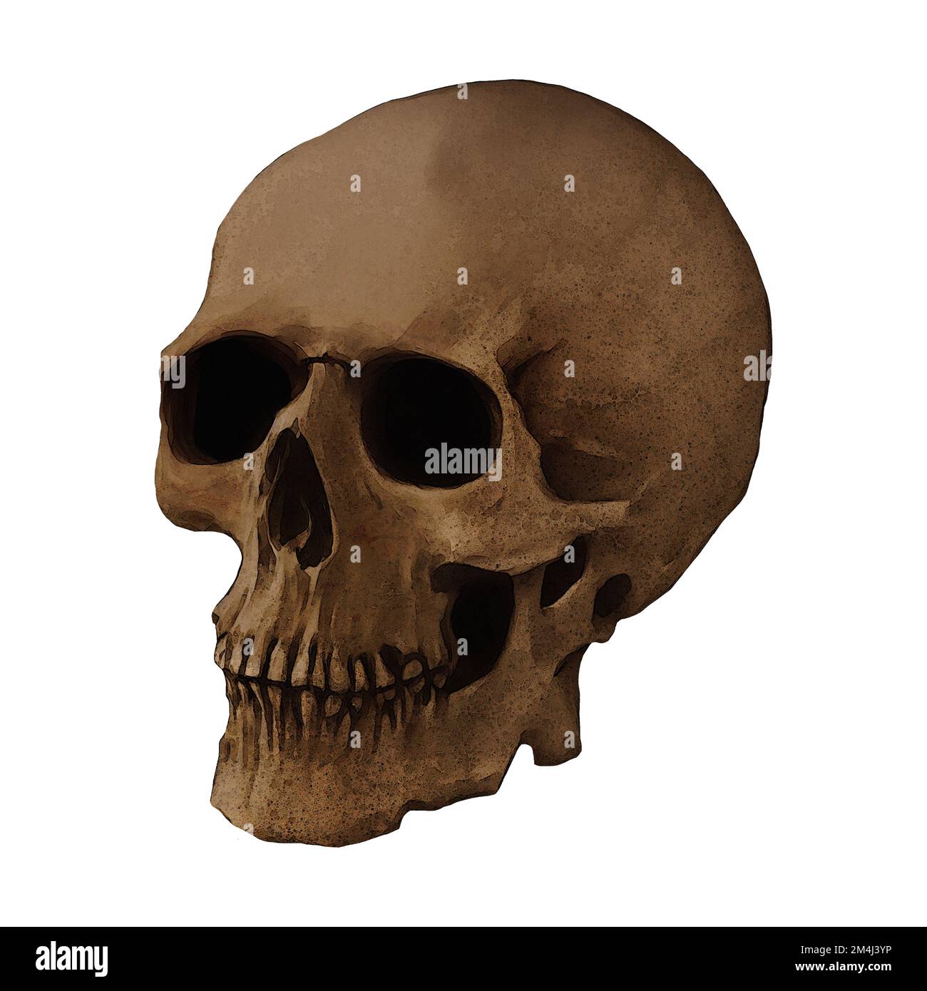 Human Skull Fossil Front View Digital Art by Winters860 sfondo isolato e trasparente Foto Stock