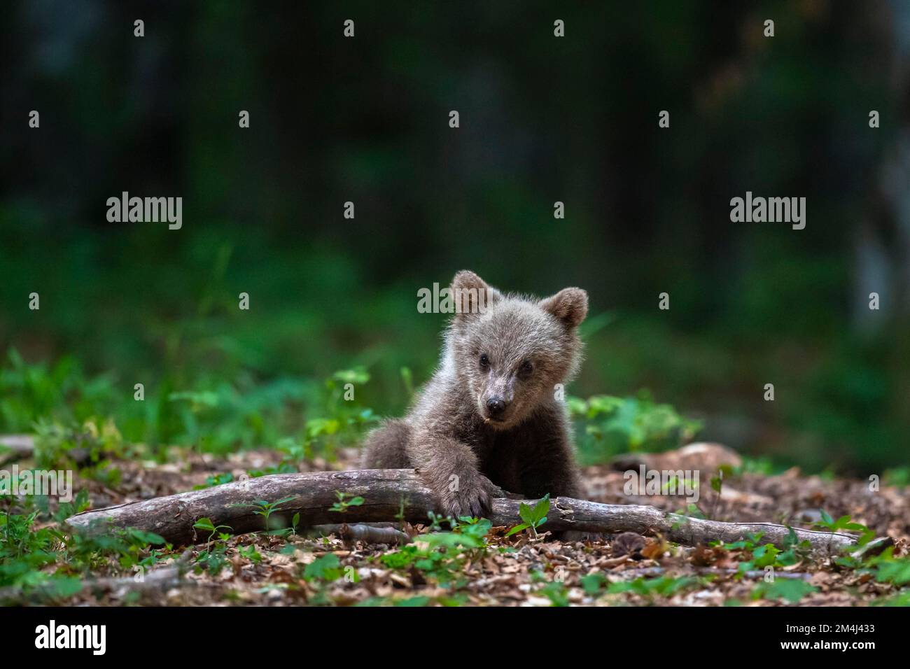 Orso bruno europeo (Ursus arctos arctos), giovane, regione di Notranjska, Slovenia Foto Stock