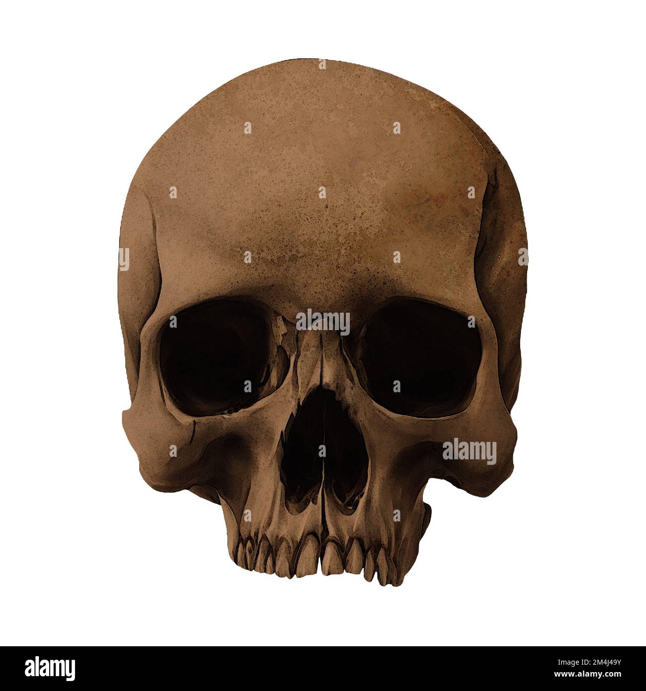 Human Skull Fossil Front View Digital Art by Winters860 sfondo isolato e trasparente Foto Stock