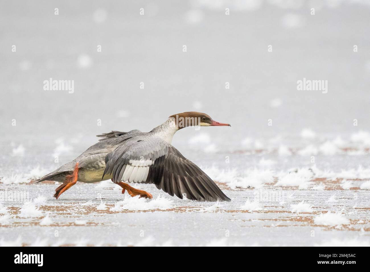Merganser comune (Mergus merganser) in esecuzione su ghiaccio coperto di ghiaccio, Assia, Germania Foto Stock