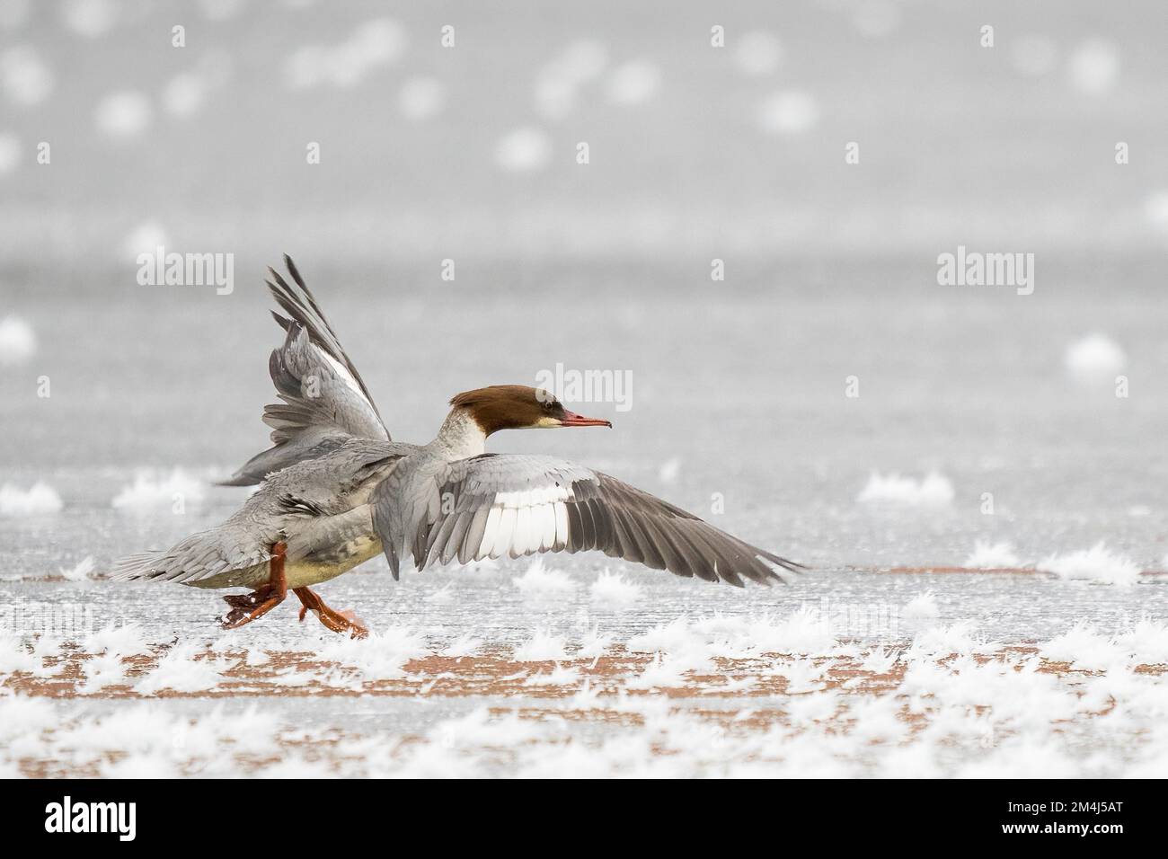 Merganser comune (Mergus merganser) in esecuzione su ghiaccio coperto di ghiaccio, Assia, Germania Foto Stock