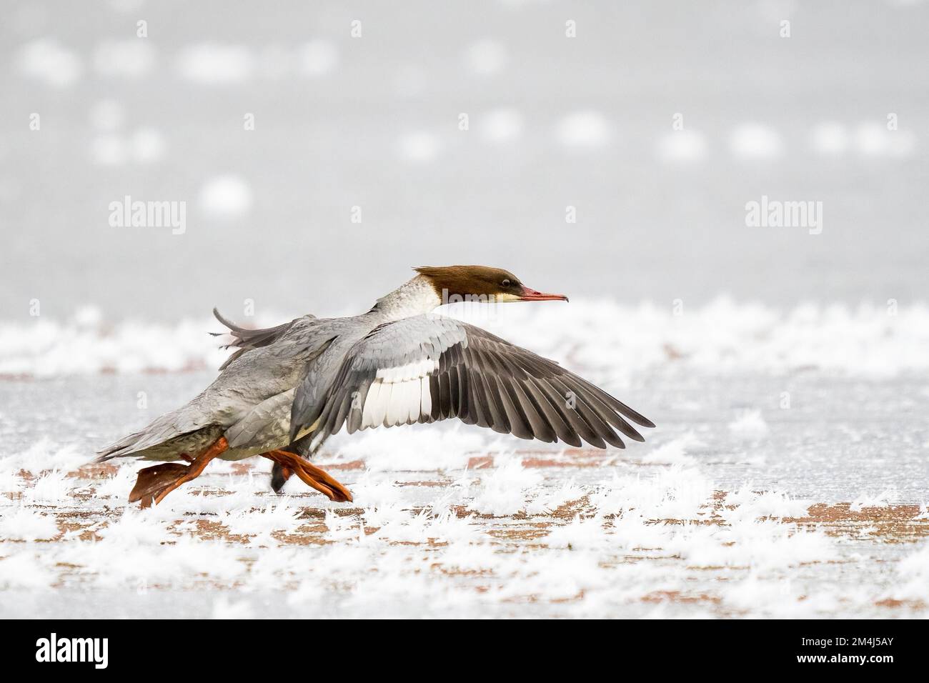 Merganser comune (Mergus merganser) in esecuzione su ghiaccio coperto di ghiaccio, Assia, Germania Foto Stock