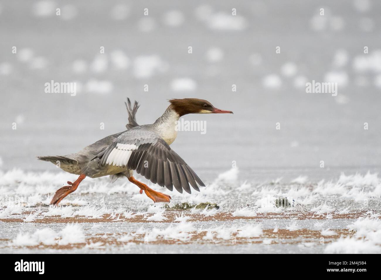 Merganser comune (Mergus merganser) in esecuzione su ghiaccio coperto di ghiaccio, Assia, Germania Foto Stock