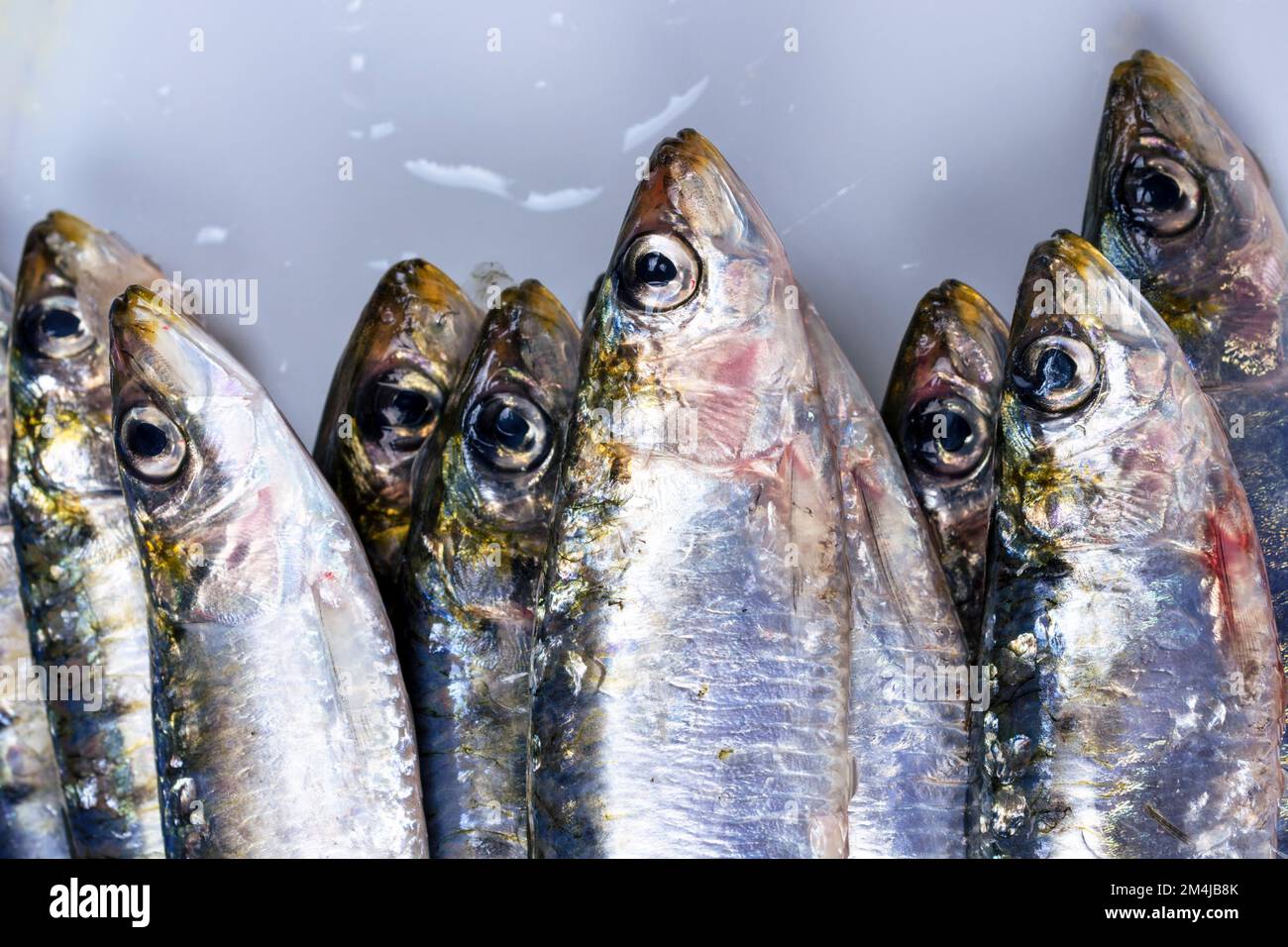 La sarda europea, Sardina pilchardus, è una specie di pesci con aline a raggi del genere monotipico Sardina. I giovani della specie sono tra le tante fis Foto Stock