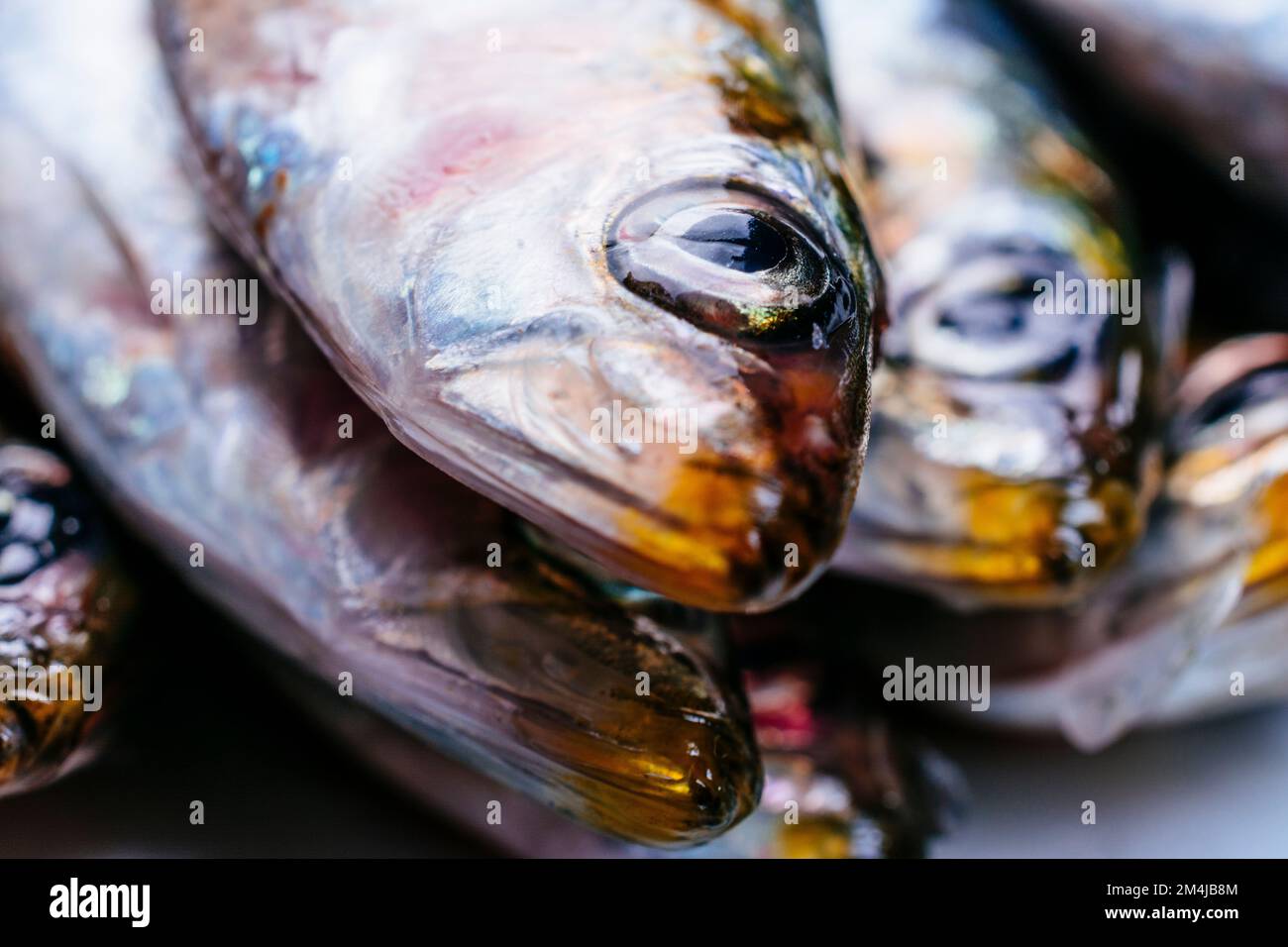 La sarda europea, Sardina pilchardus, è una specie di pesci con aline a raggi del genere monotipico Sardina. I giovani della specie sono tra le tante fis Foto Stock