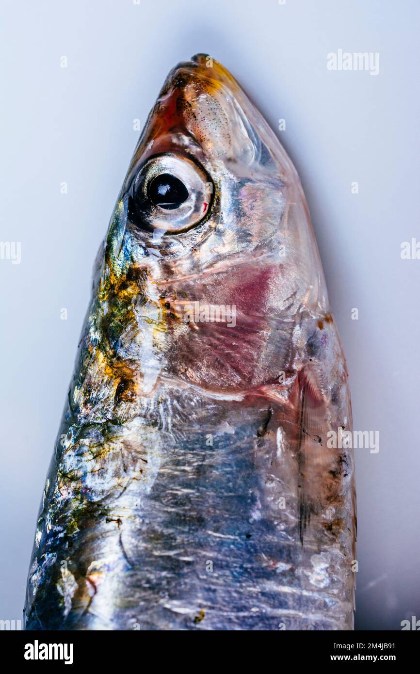 La sarda europea, Sardina pilchardus, è una specie di pesci con aline a raggi del genere monotipico Sardina. I giovani della specie sono tra le tante fis Foto Stock