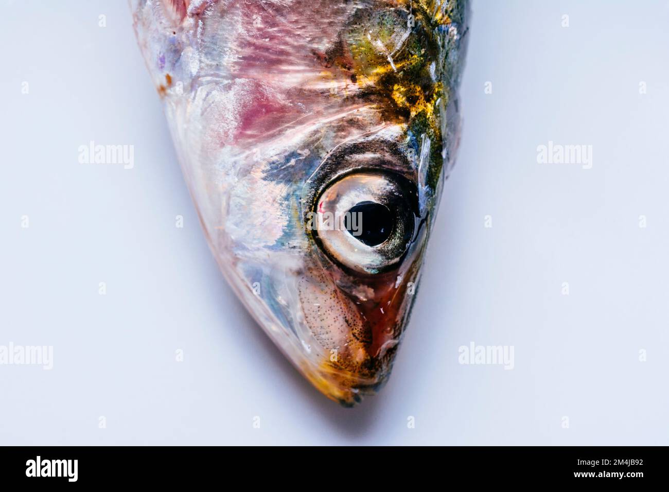 La sarda europea, Sardina pilchardus, è una specie di pesci con aline a raggi del genere monotipico Sardina. I giovani della specie sono tra le tante fis Foto Stock