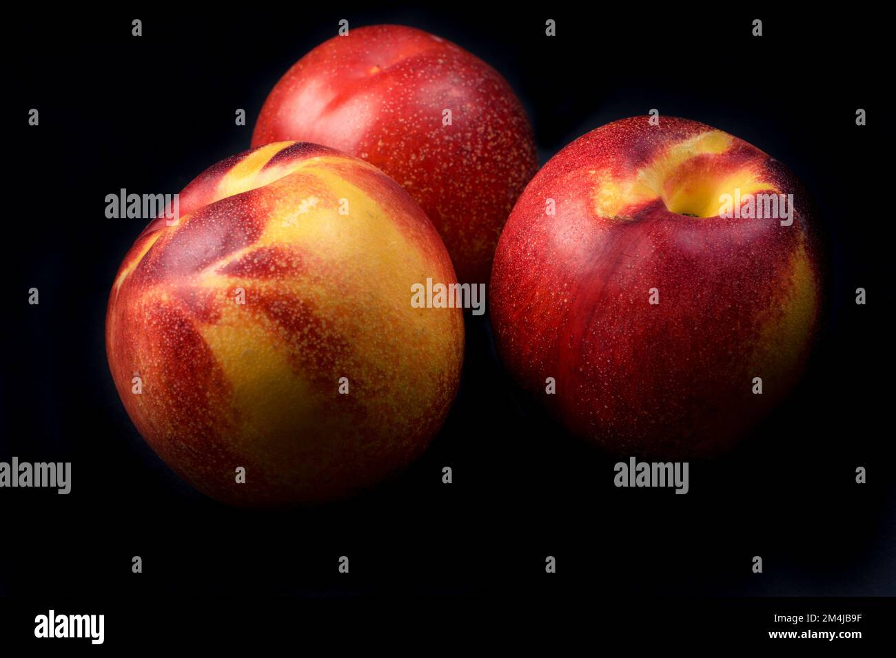 Le nettarine, varietà di pesche, Prunus persica, è un albero deciduo. Porta frutti succosi commestibili con varie caratteristiche, le più chiamate pesche e o Foto Stock