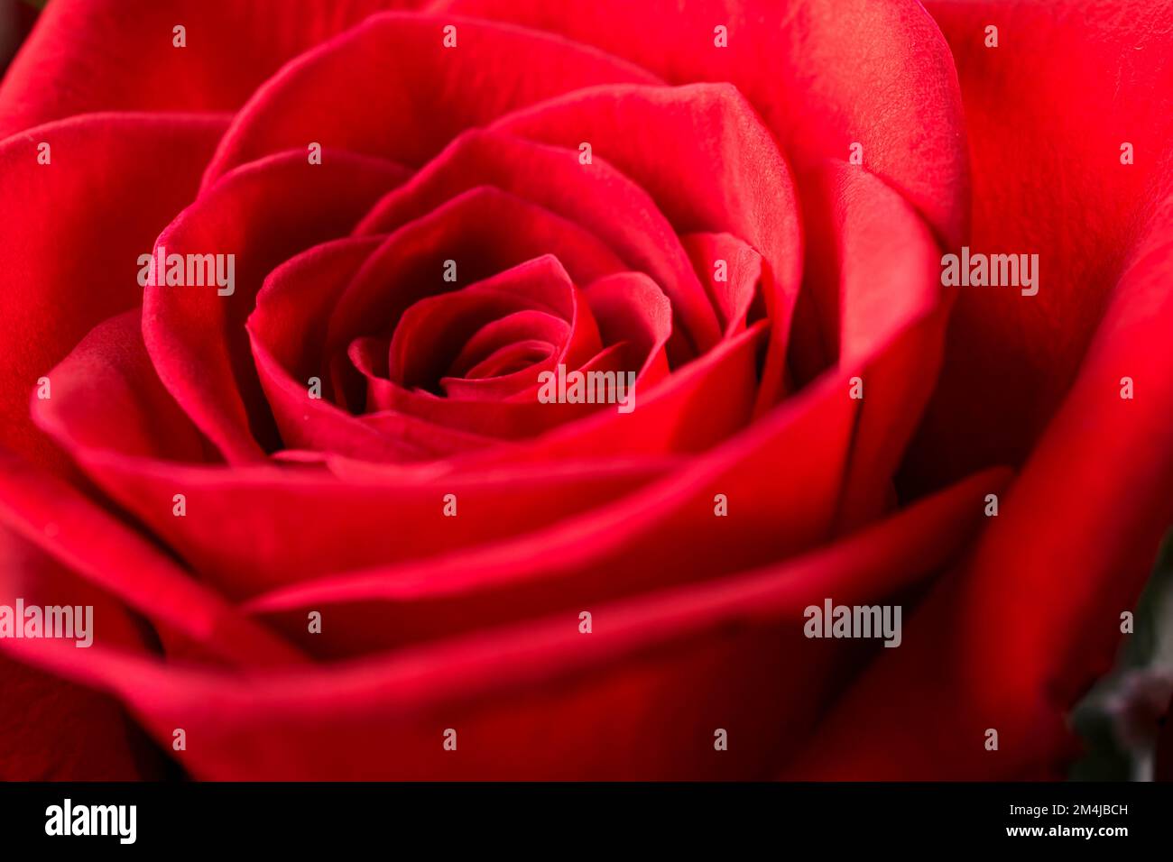 Primo piano di una rosa rossa Foto Stock