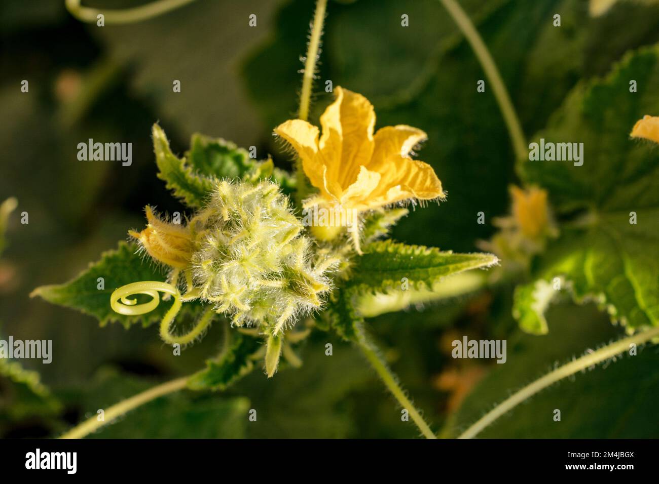 Cetriolo fiore. Pianta di cetriolo organica. Il cetriolo, Cucamis sativus, è una pianta di vite strisciante molto coltivata della famiglia delle Cucurbitacee che sono u Foto Stock