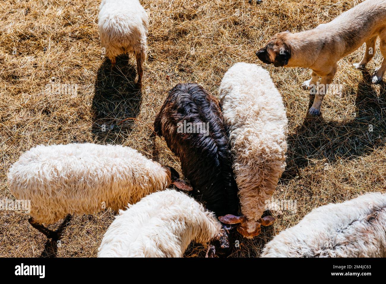 Pecore di gregge in Corral. Bulnes, Cabrales, Principato delle Asturie, Spagna, Europa Foto Stock