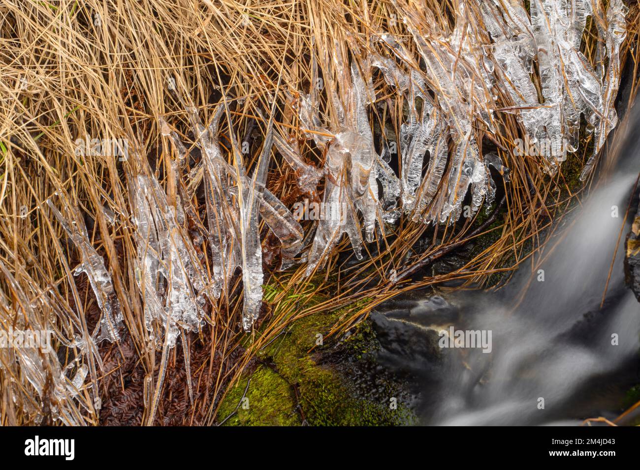 Formazioni di ghiaccio nell'erba che fiancheggiano un piccolo ruscello durante il runoff primaverile, Greater Sudbury, Ontario, Canada Foto Stock