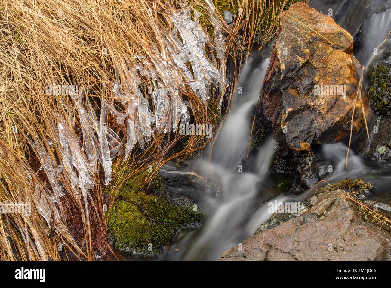 Formazioni di ghiaccio nell'erba che fiancheggiano un piccolo ruscello durante il runoff primaverile, Greater Sudbury, Ontario, Canada Foto Stock