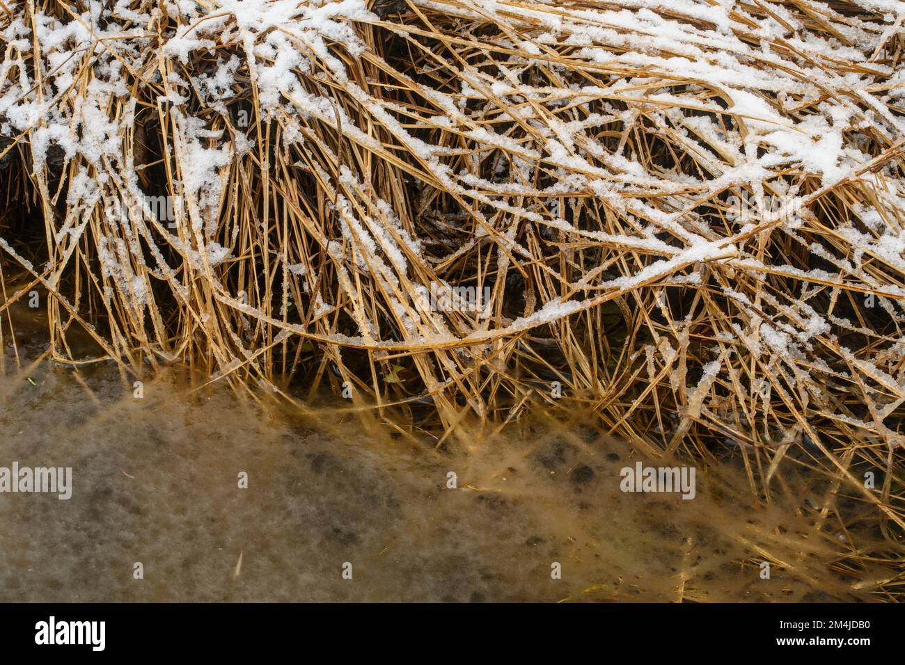 Una spolverata di neve sulle erbe che costeggiano la riva di un piccolo torrente, ghiaccio umido, Greater Sudbury, Ontario, Canada Foto Stock