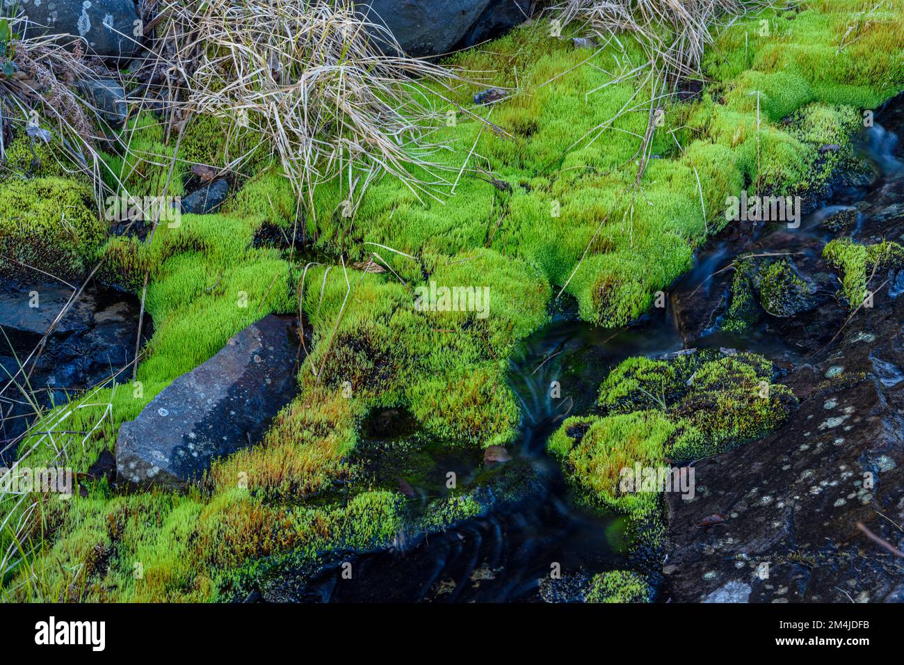 Primavera runoff su un affioramento roccioso, pohlia muschio colonia, Greater Sudbury, Ontario, Canada Foto Stock