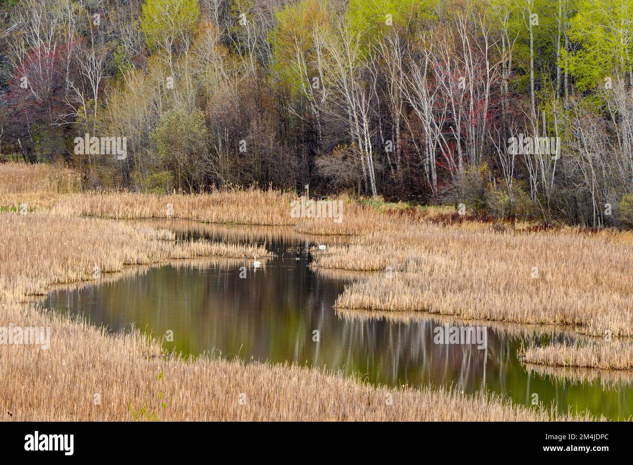 La collina di primavera si riflette in Lily Creek, coppia di cigni trombettieri, Greater Sudbury, Ontario, Canada Foto Stock