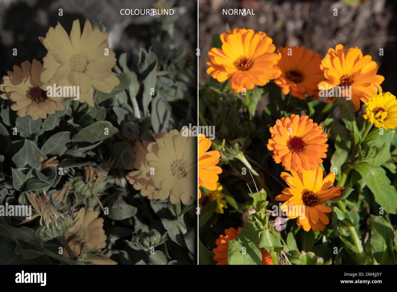 Simulazione della visione colorblind e della visione normale. Confronto di occhiali prima e dopo l'uso che correggono la cecità del colore. Visione desaturata di c Foto Stock