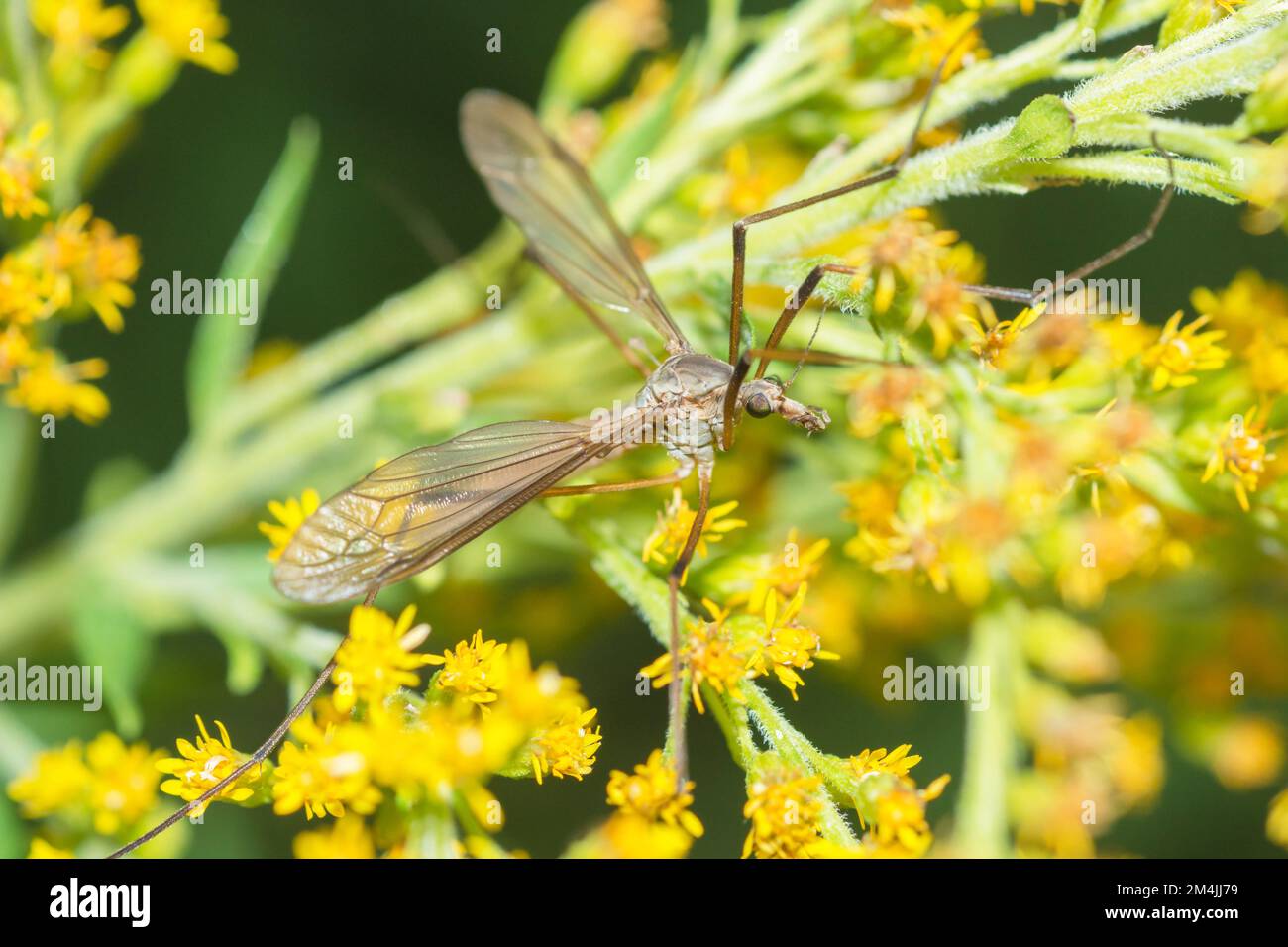 Volo di gru europeo (Tipula paludosa) sul goldenrod canadese (Solidago Canadensis) Foto Stock