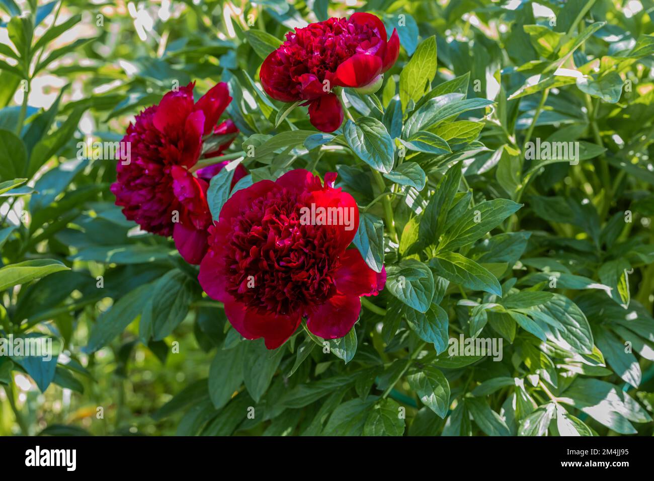 Peonies Red Sharm fiori in giardino Foto Stock