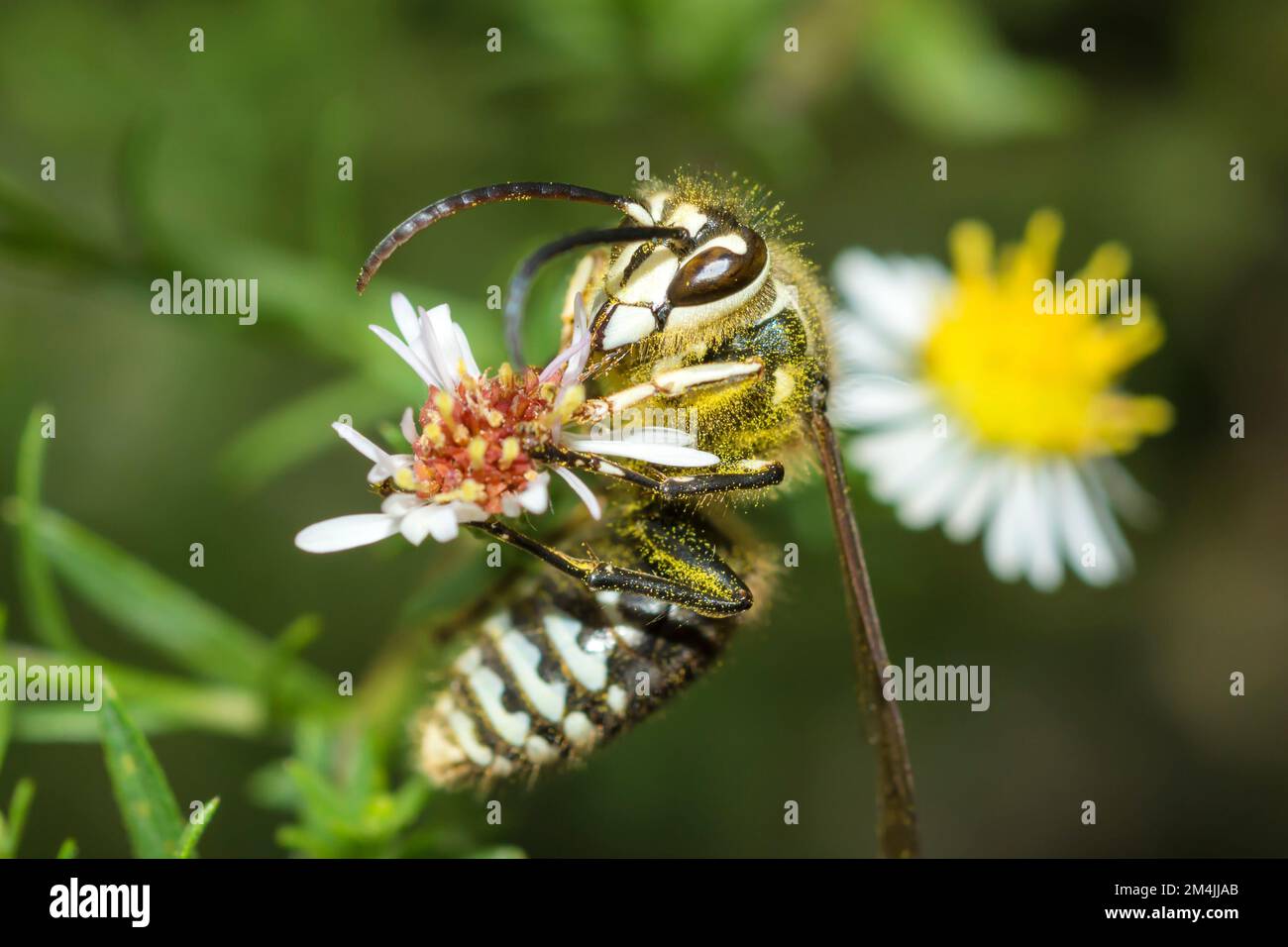 Calvo-fronted Hornet (Dolichovespula maculata) su una testa di fiore Foto Stock