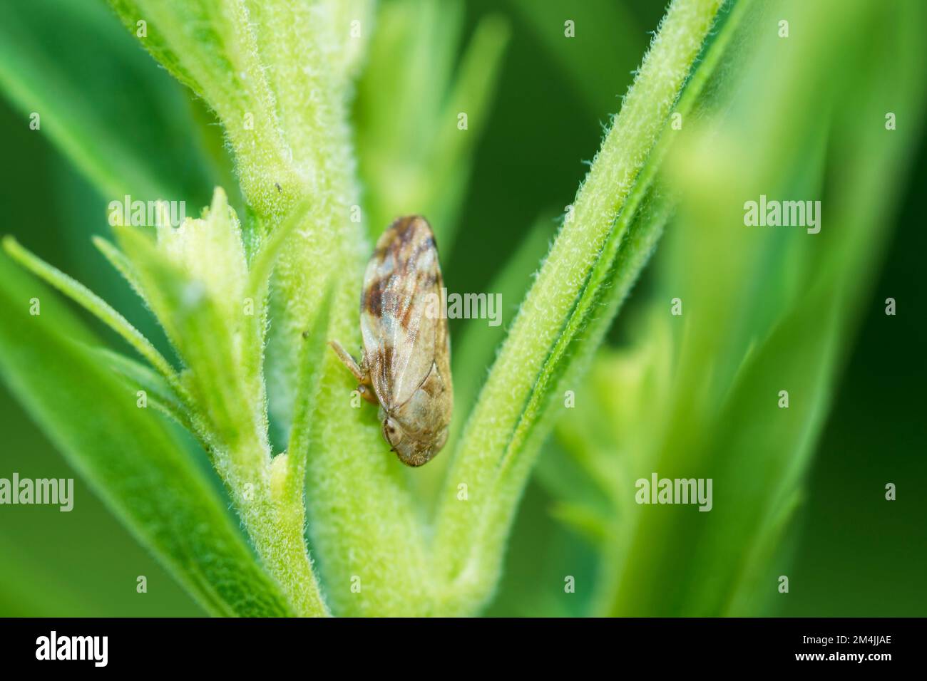 Spittlebug prato o Froghopper comune (Philaenus Spumarius) Foto Stock