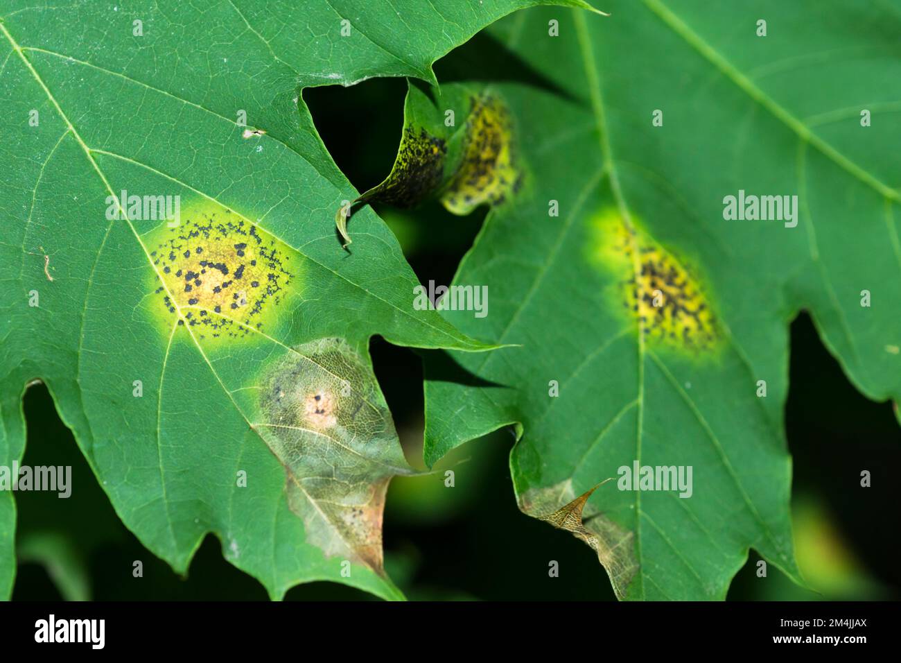 Catrame Spot funghi (Rhytisma) su foglie di acero Foto Stock