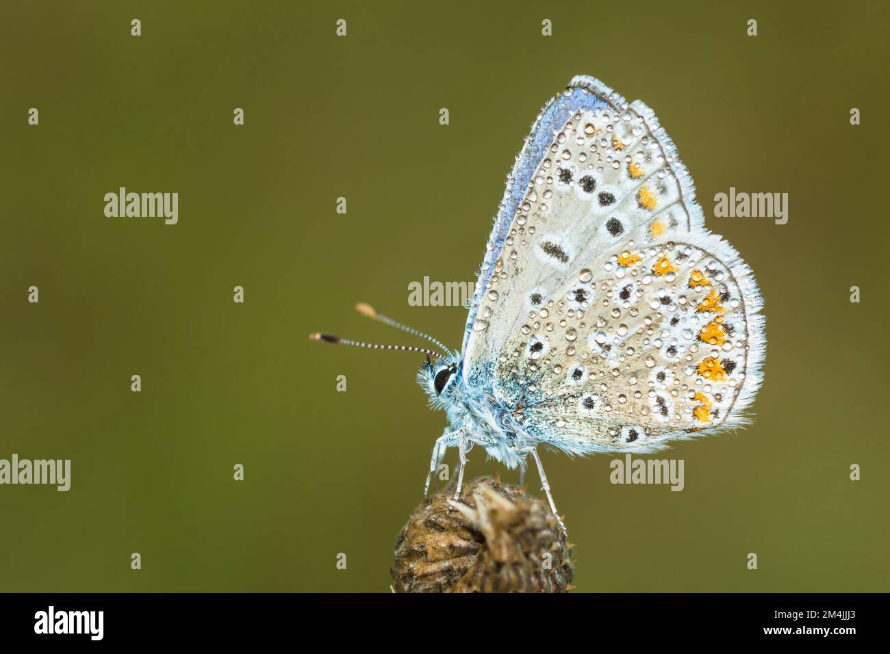 Adulto maschio coperto di rugiada farfalla blu comune, Polyommatus Icarus Foto Stock