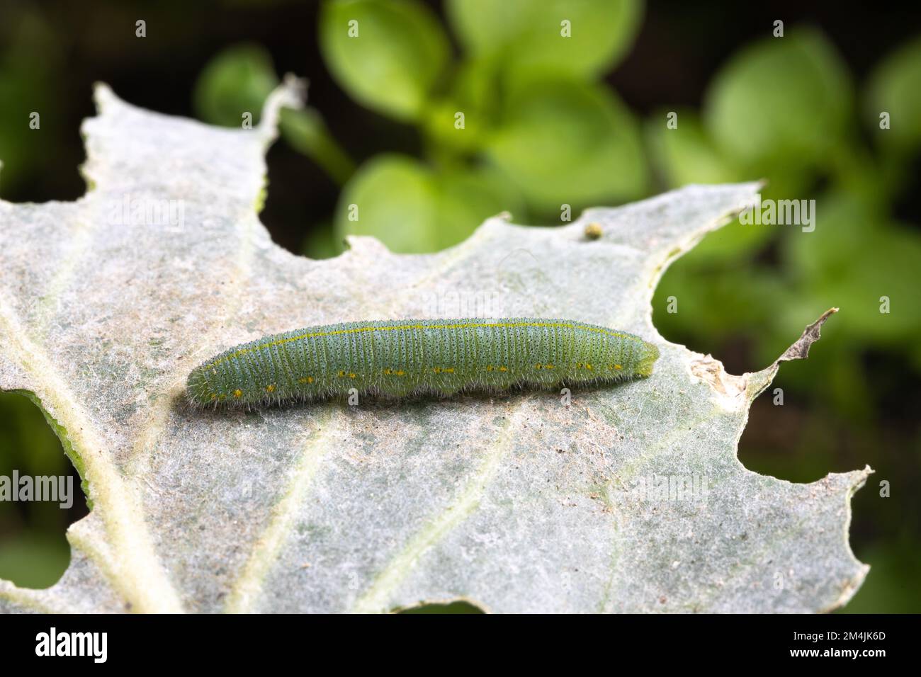 Macro di un cingolato verde di cavolo, Pieris rapae, mentre sta mangiando una foglia di cavolo Foto Stock