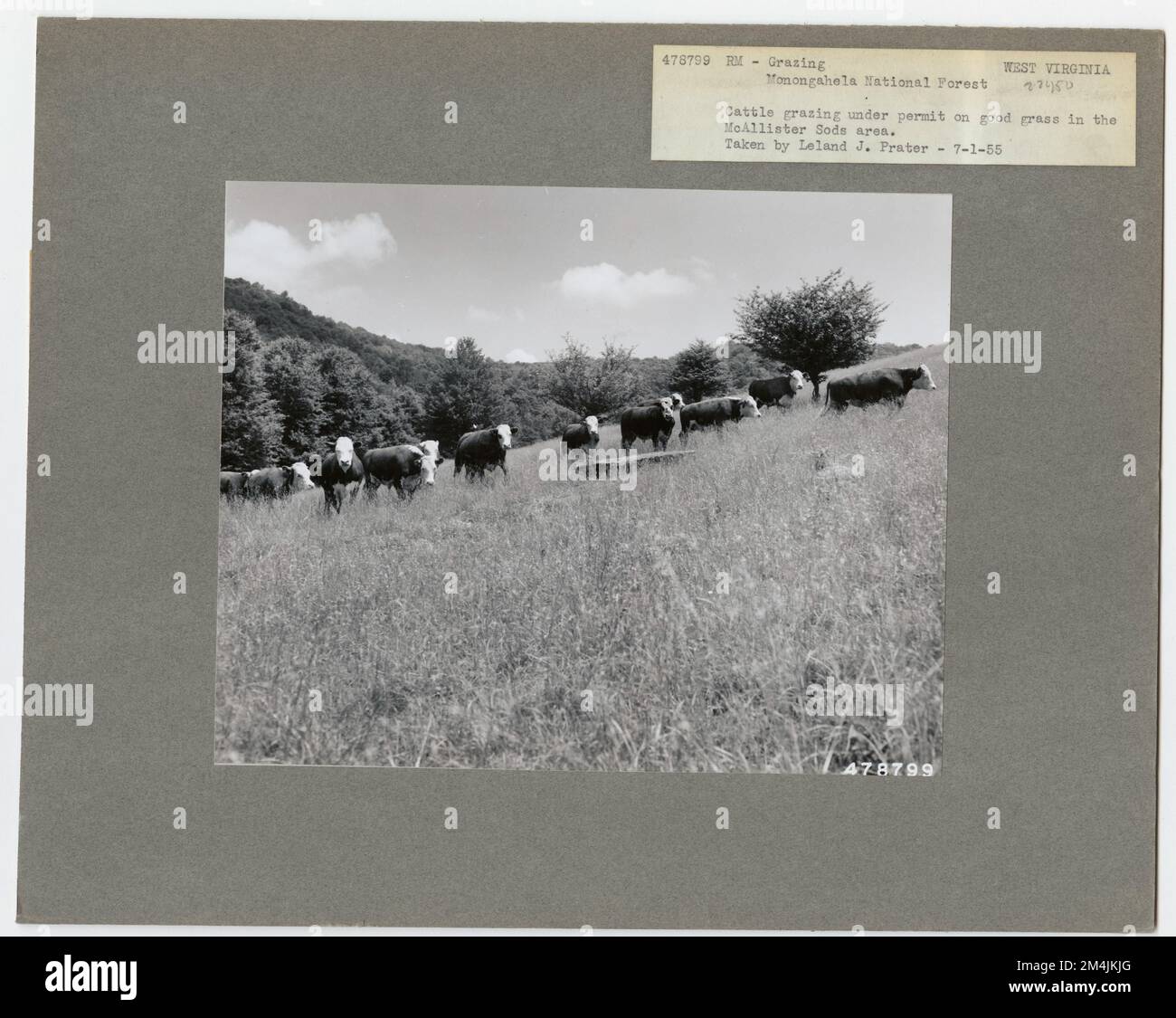 Bestiame al pascolo - Virginia Occidentale. Fotografie relative alle foreste nazionali, alle pratiche di gestione delle risorse, al personale e alla storia culturale ed economica Foto Stock