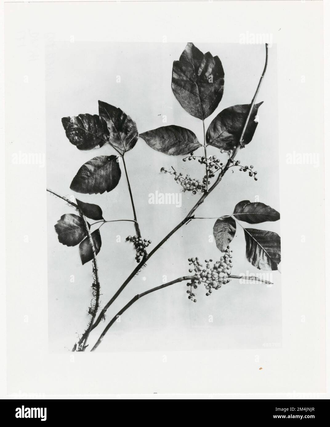 Piante velenose - tutti gli stati. Fotografie relative alle foreste nazionali, alle pratiche di gestione delle risorse, al personale e alla storia culturale ed economica Foto Stock