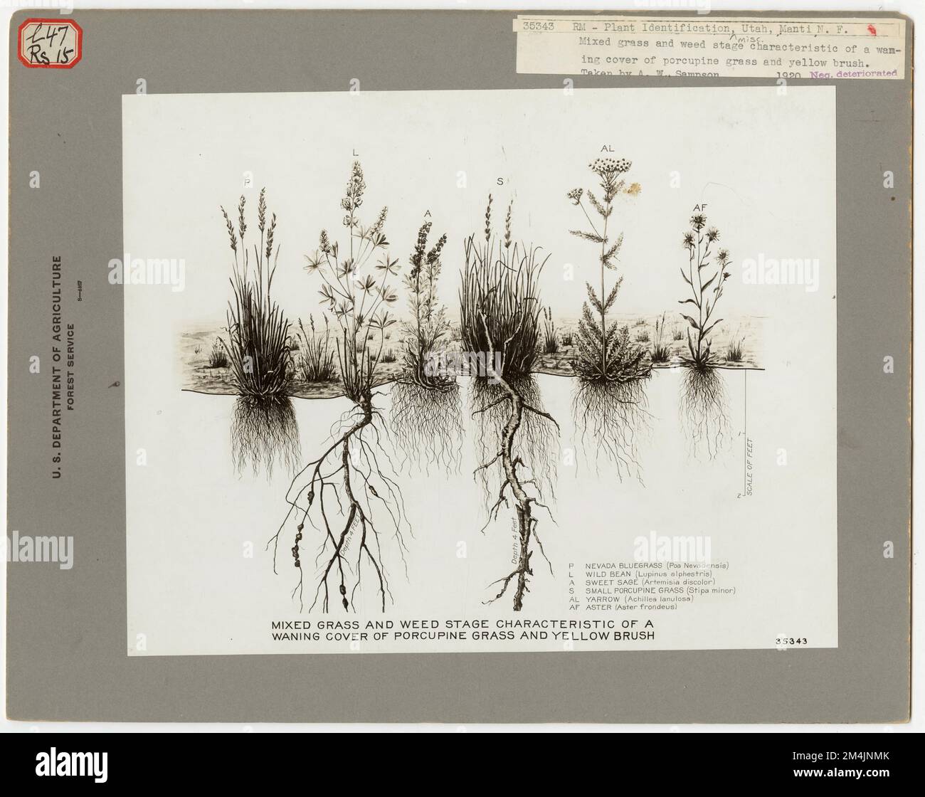 Identificazione impianto varie - tutti gli stati. Fotografie relative alle foreste nazionali, alle pratiche di gestione delle risorse, al personale e alla storia culturale ed economica Foto Stock