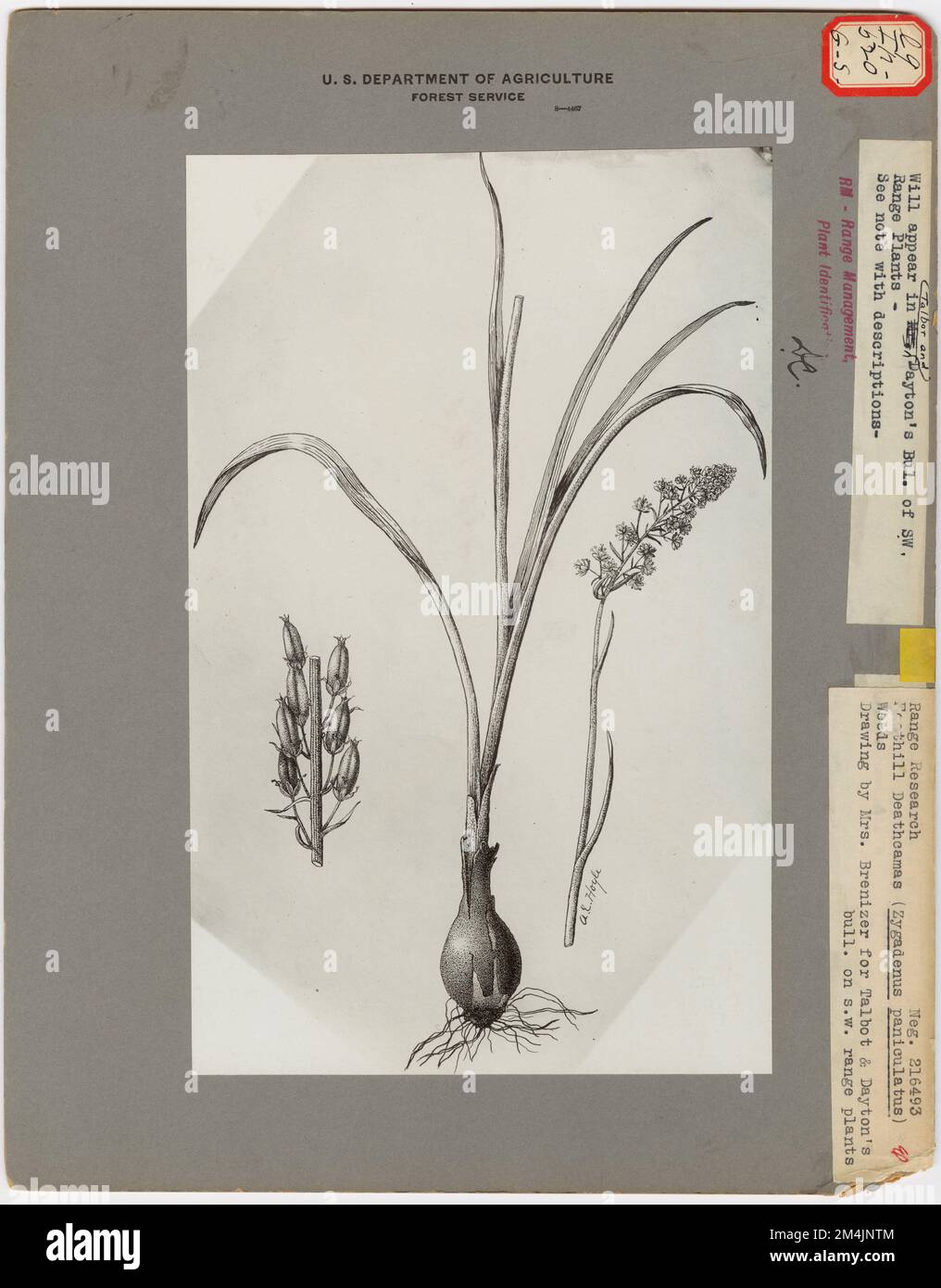 Piante velenose - tutti gli stati. Fotografie relative alle foreste nazionali, alle pratiche di gestione delle risorse, al personale e alla storia culturale ed economica Foto Stock