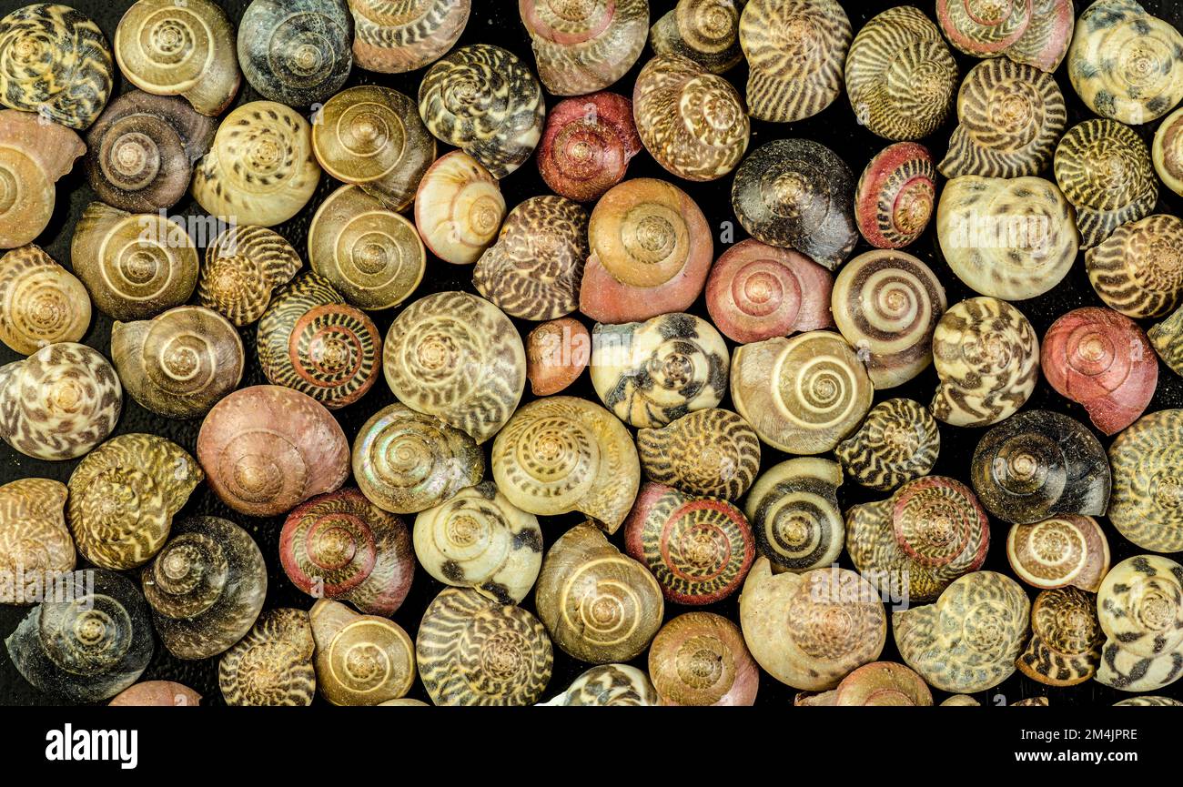 Vista macro di Ubobium sp. conchiglie di mare. Le dimensioni dei gusci vanno da 6 a 12 mm di diametro. Foto Stock