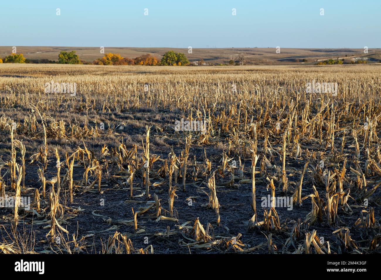 Mais 'Zea mays' campo, rottura di raccolto, mancanza di pioggia, sole tramontare, fine di ottobre, Kansas. Foto Stock