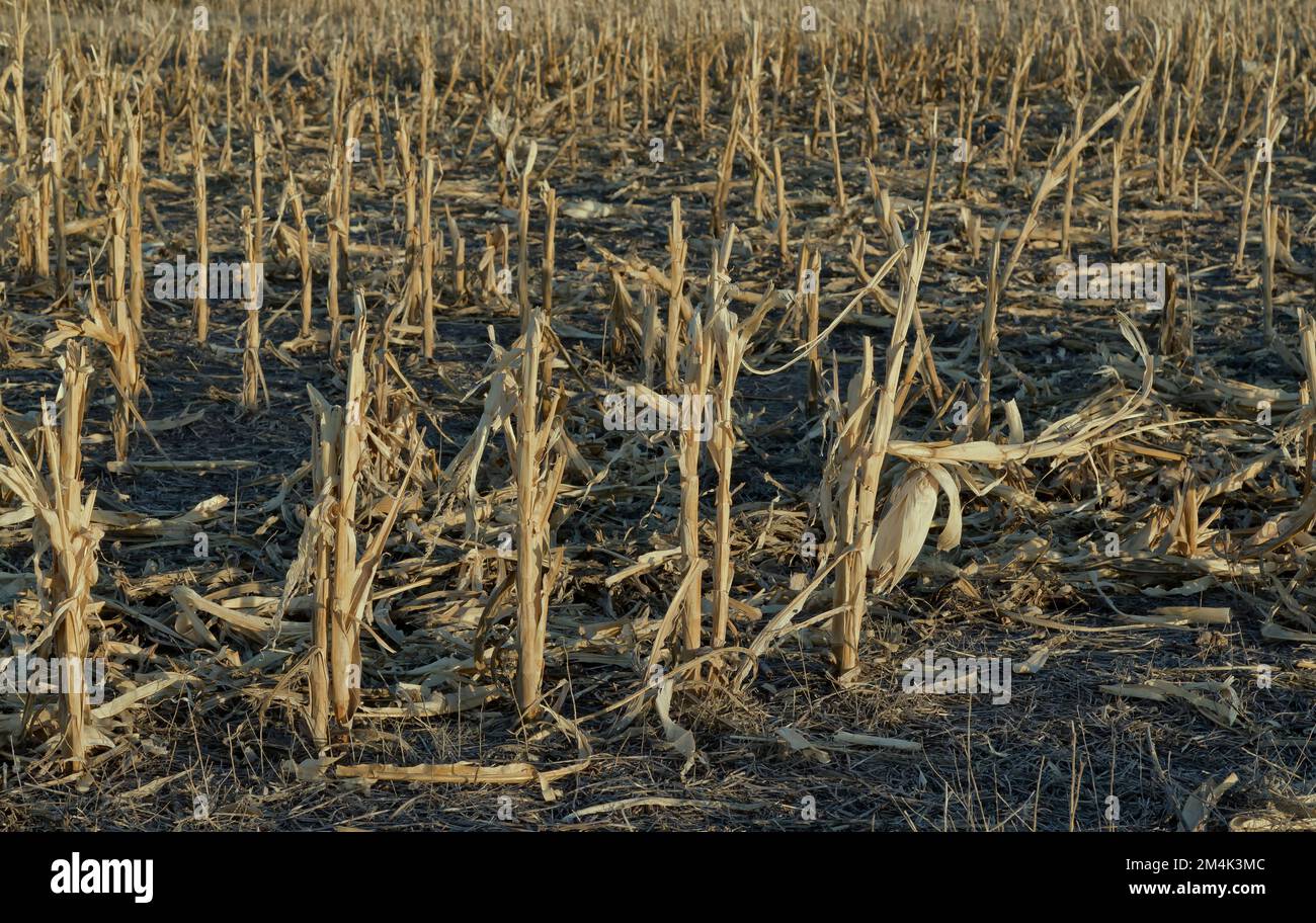 Mais 'Zea mays' campo, rottura di raccolto, mancanza di pioggia, sole tramontare, fine di ottobre, Kansas. Foto Stock
