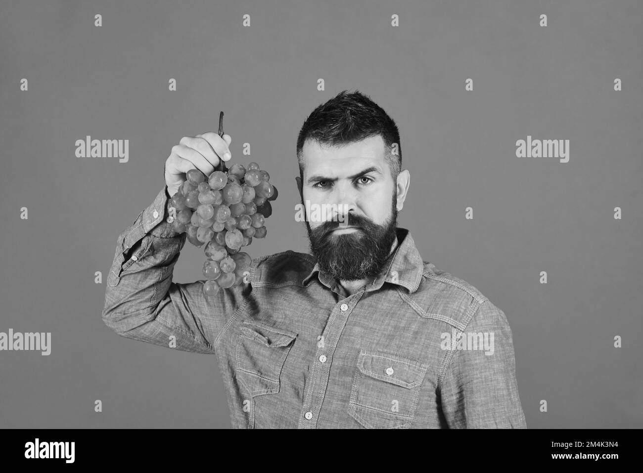 Vinificazione e concetto autunnale. L'uomo con barba tiene uva verde Foto Stock