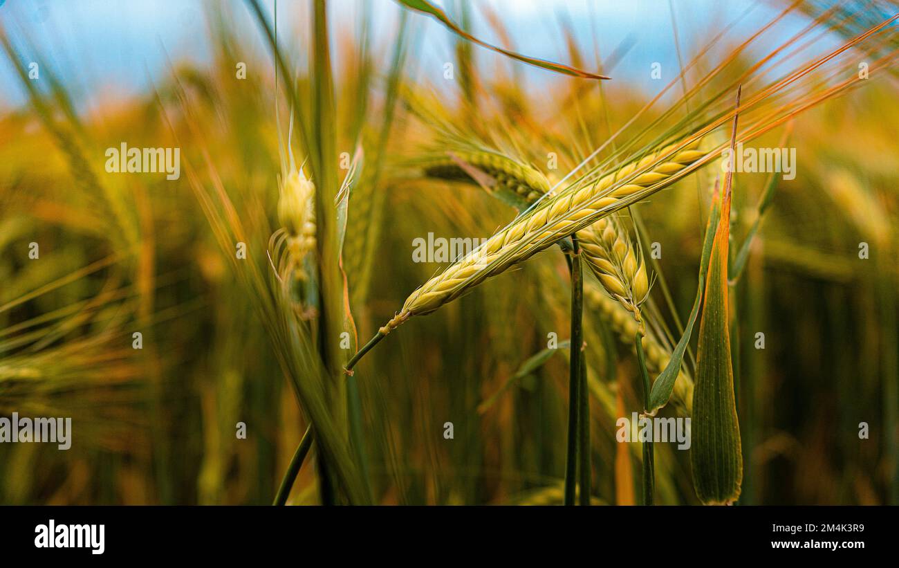 Vibrante campo di grano sotto un cielo grigio a Bathgate, Scozia con un percorso in mezzo, che conduce attraverso i raccolti colorati, rurale, paesaggio, natura, arvel Foto Stock
