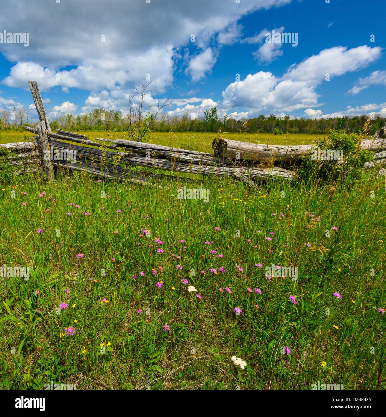 Recinzione di cedro della ferrovia spaccata, fiori selvatici estivi, vicino Sheguiandah, Greater Sudbury, Ontario, Canada Foto Stock