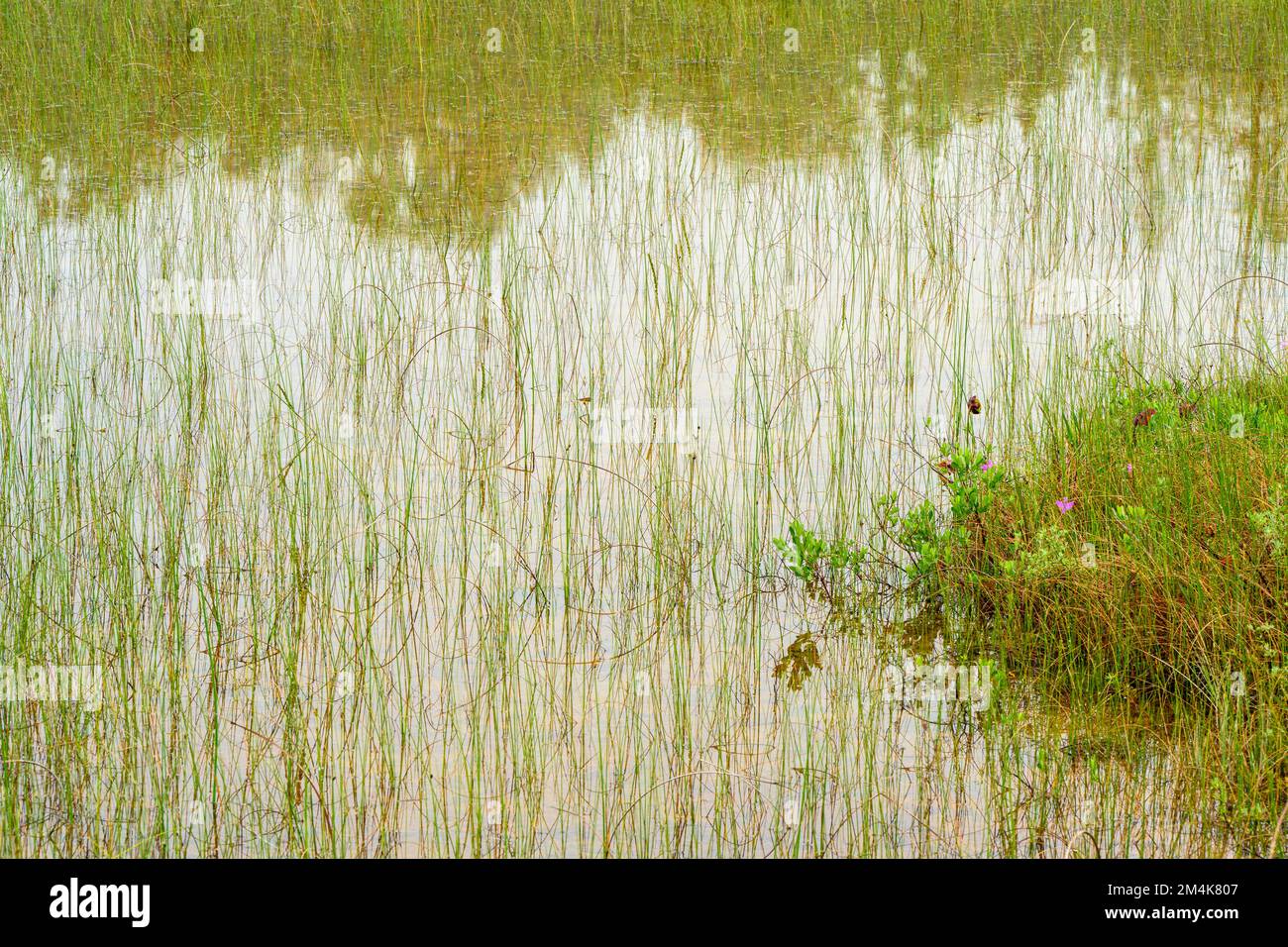 The Fen at Dorcas Bay, piante paludose, Bruce Peninsula National Park, Ontario, Canada Foto Stock