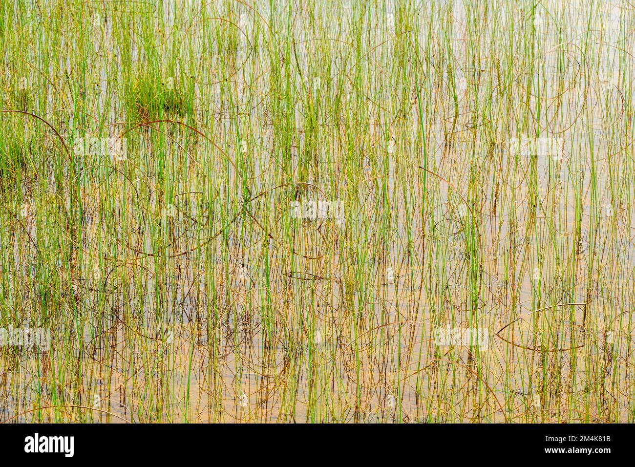 The Fen at Dorcas Bay, piante paludose, Bruce Peninsula National Park, Ontario, Canada Foto Stock