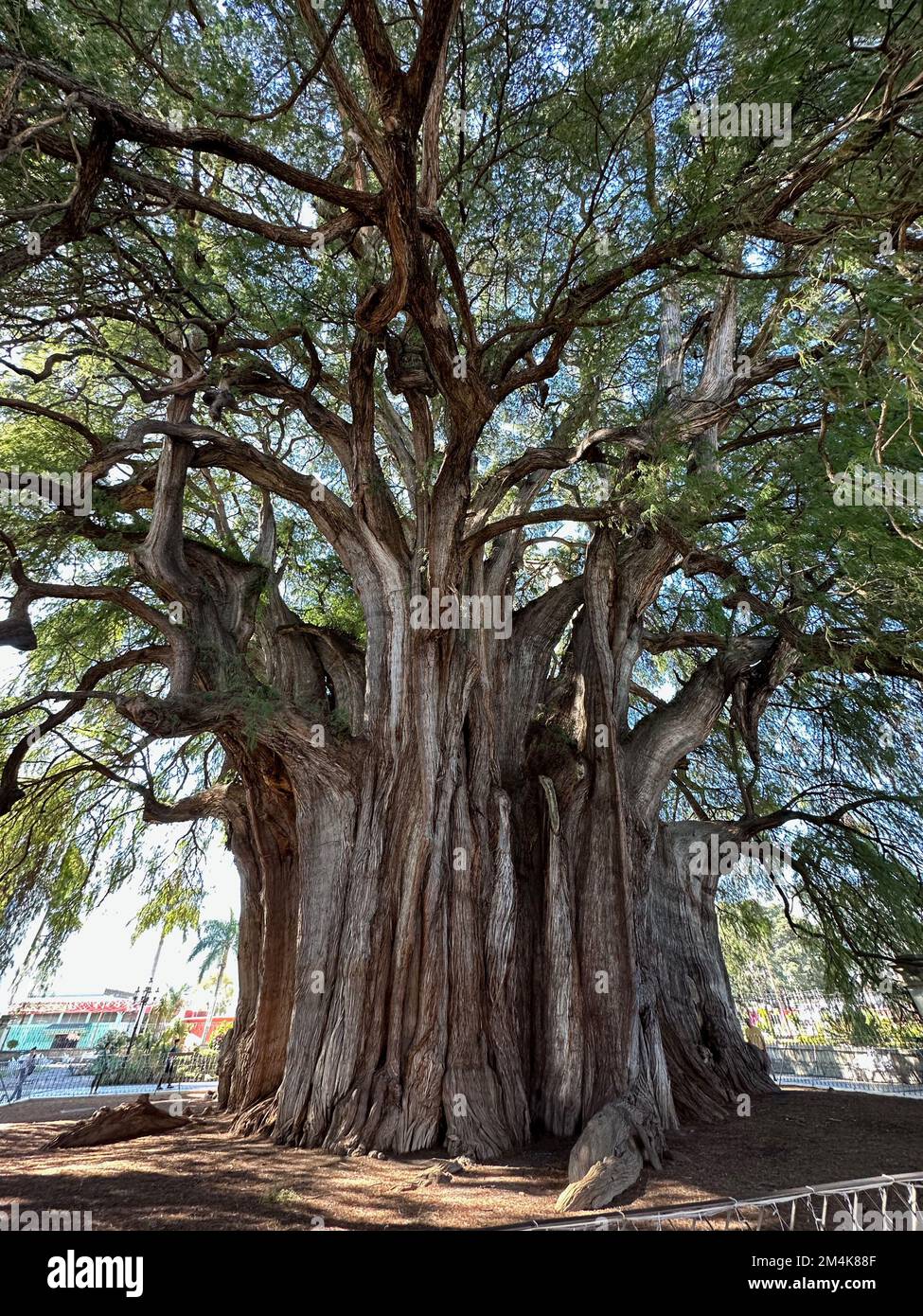 Oaxaca, Stati Uniti. 7th Dec, 2022. L'albero di Tule o El Ãrbol del Tule ad est di Oaxaca, Messico, è visto Mercoledì 7 dicembre 2022. Il cipresso Montezuma è famoso per essere l'albero più stoutest del mondo. (Credit Image: © Mark Hertzberg/ZUMA Press Wire) Foto Stock