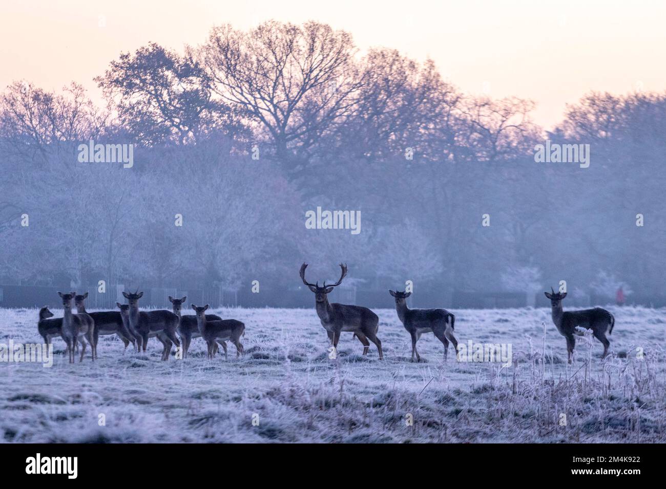 Il Bushy Park è coperto di ghiaccio questa mattina. I cervi sono visti vagare intorno. Immagine scattata il 10th dicembre 2022. © Belinda Jiao jiao.bilin@gmail.com 07 Foto Stock