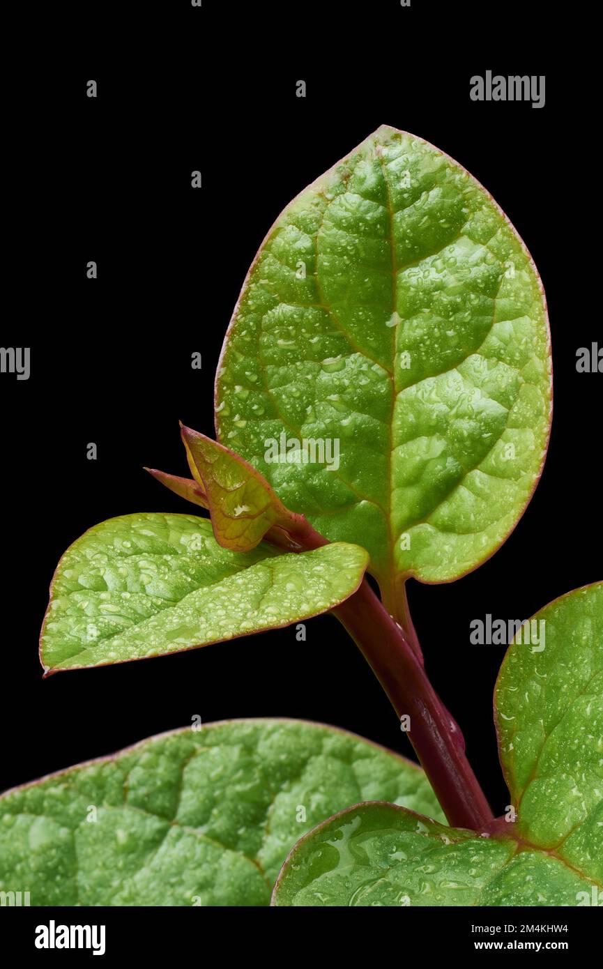 primo piano macro vista di spinaci malabaresi o di piante di spinaci ceylon isolato su sfondo nero con gocce d'acqua, basella alba Foto Stock